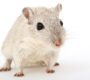 Pet Spotlight: Hamster Care Guide