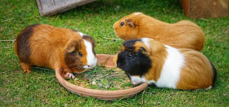Pet Spotlight: Guinea Pig Care Guide