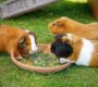 Pet Spotlight: Guinea Pig Care Guide